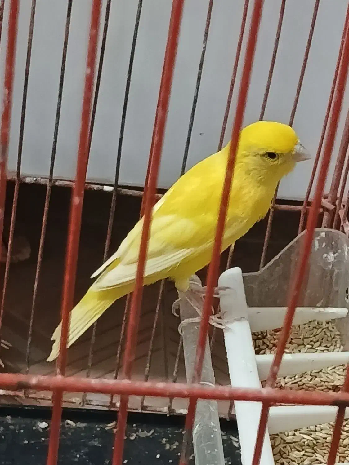 قناری جفت نر و ماده|پرنده|میناب, |دیوار