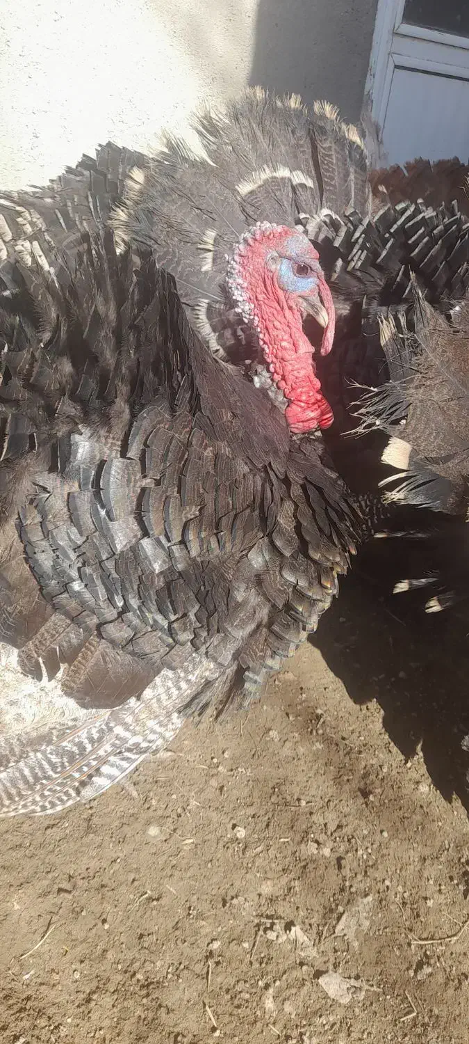 بوقلمون محلی|حیوانات مزرعه|اهر, |دیوار