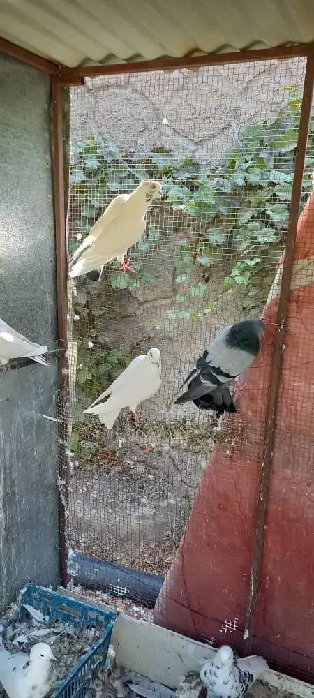 کبوتر تهرانی و پاکستانی|پرنده|مرند, |دیوار