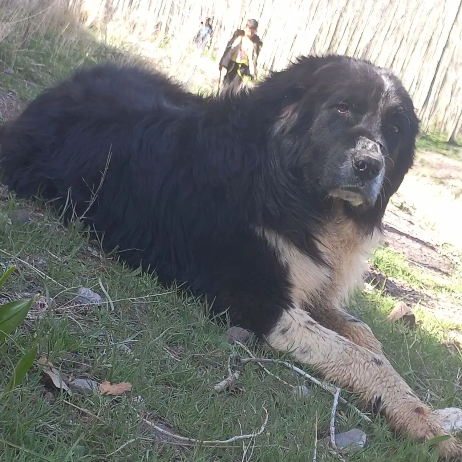 دوتا توله ۱۴ ماهه فروشی قیمت توافقی|سگ|فریدونشهر, |دیوار