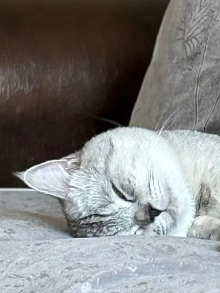 گربه بریتیش سیلور اصیل وارداتی برای جفتگیری|گربه|تهران, هروی|دیوار