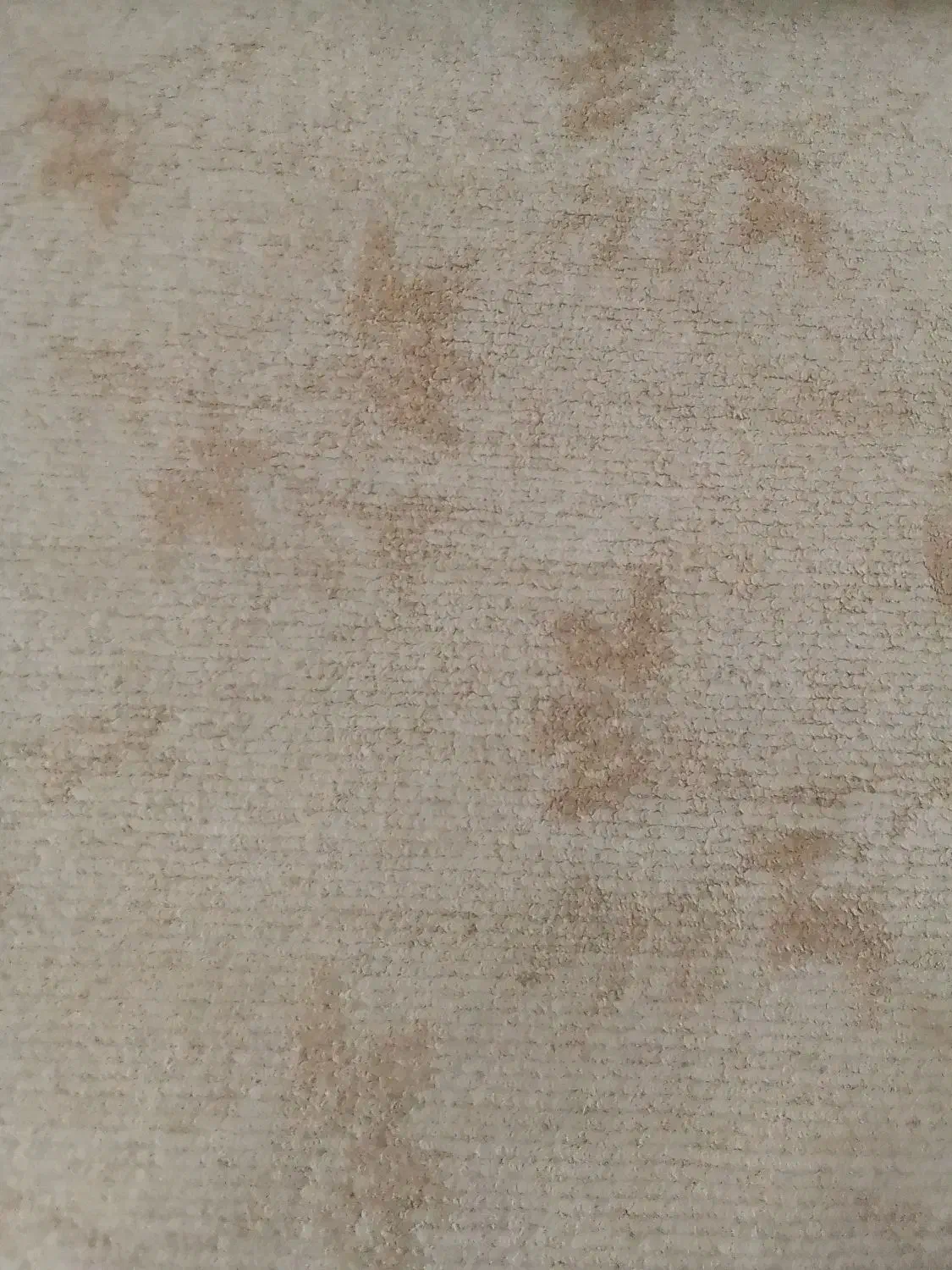 پالاز موکت|موکت|میاندوآب, |دیوار