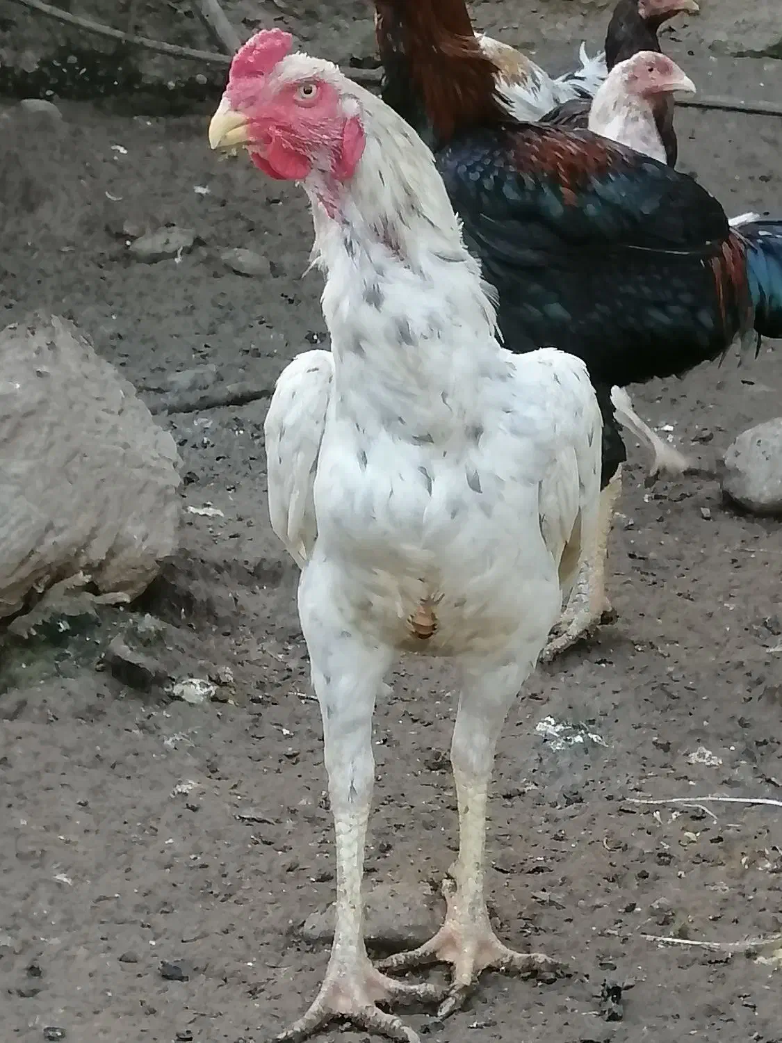 خروس لاری با کیفیت|حیوانات مزرعه|فاضل آباد, |دیوار