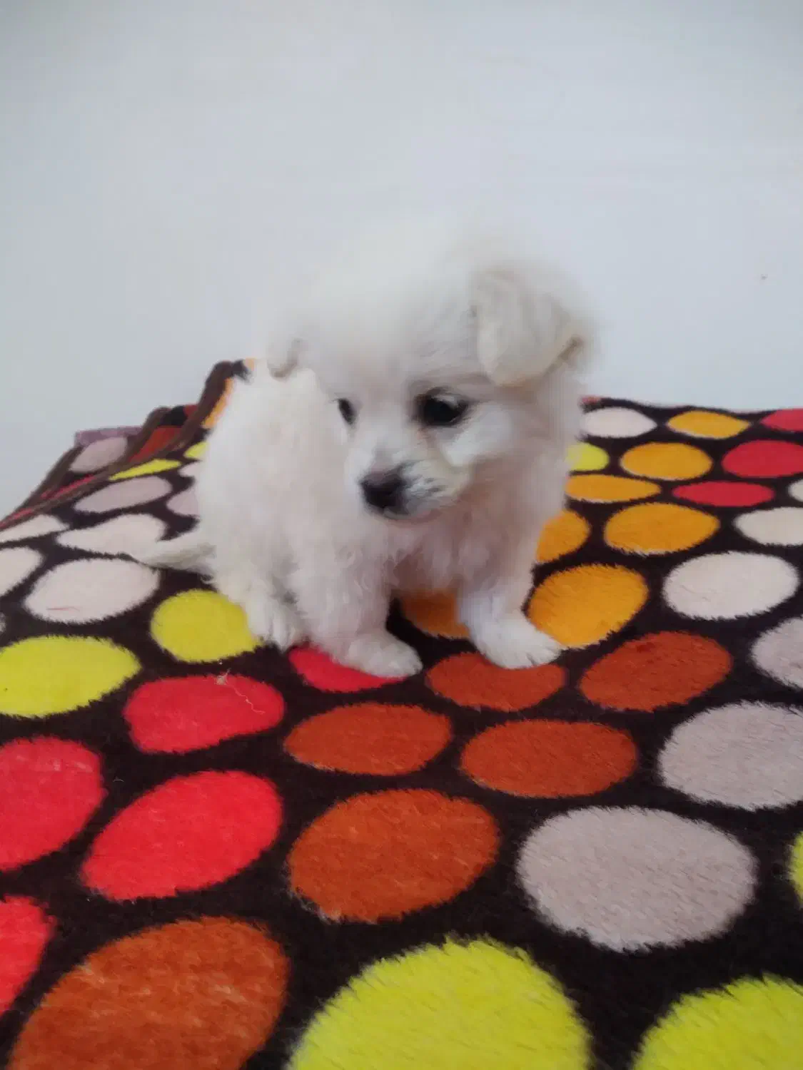 توله اشپیتز|سگ|رفسنجان, |دیوار