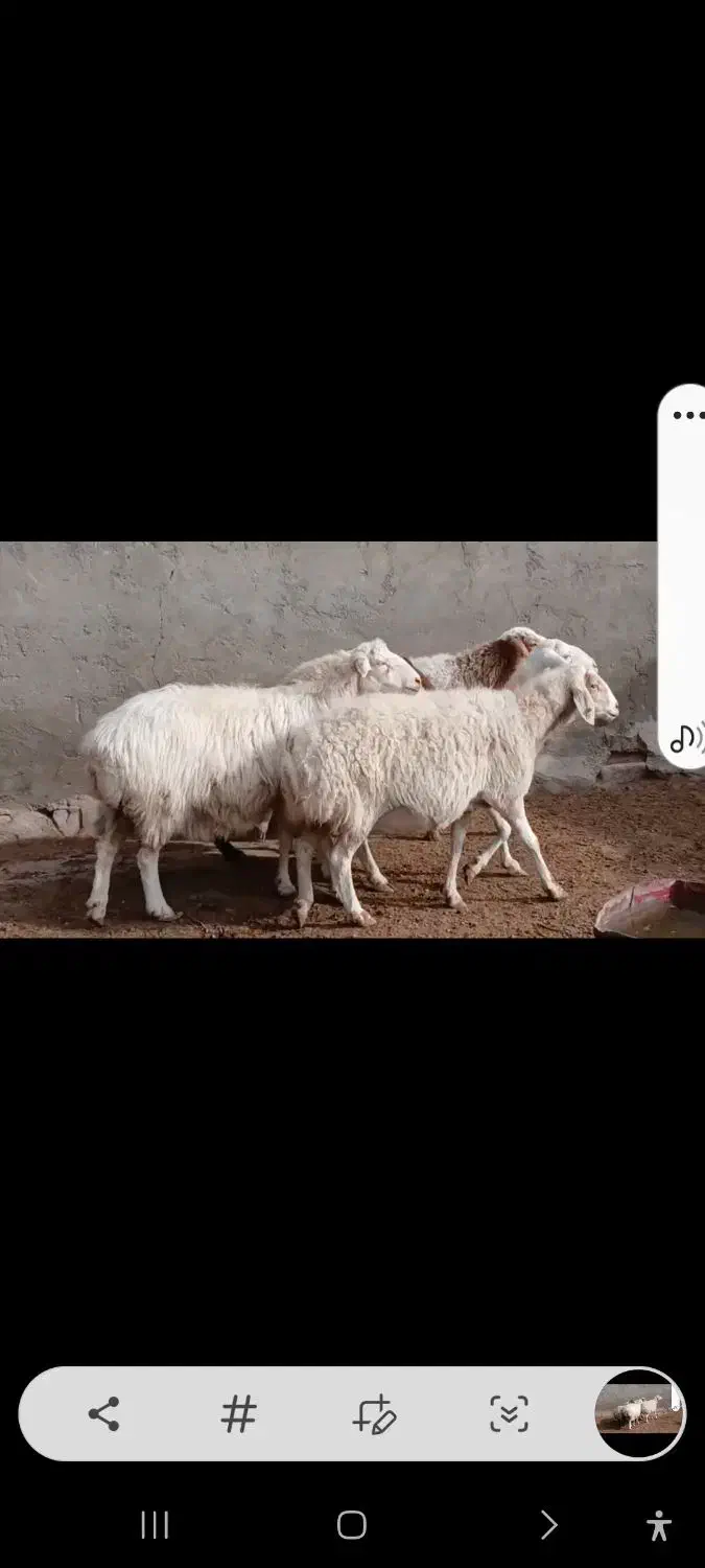 میش آبستن|حیوانات مزرعه|کاشمر, |دیوار