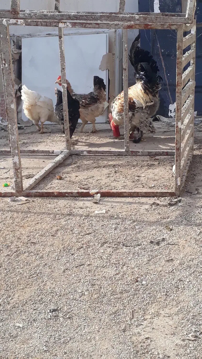 جوجه|حیوانات مزرعه|بهبهان, |دیوار