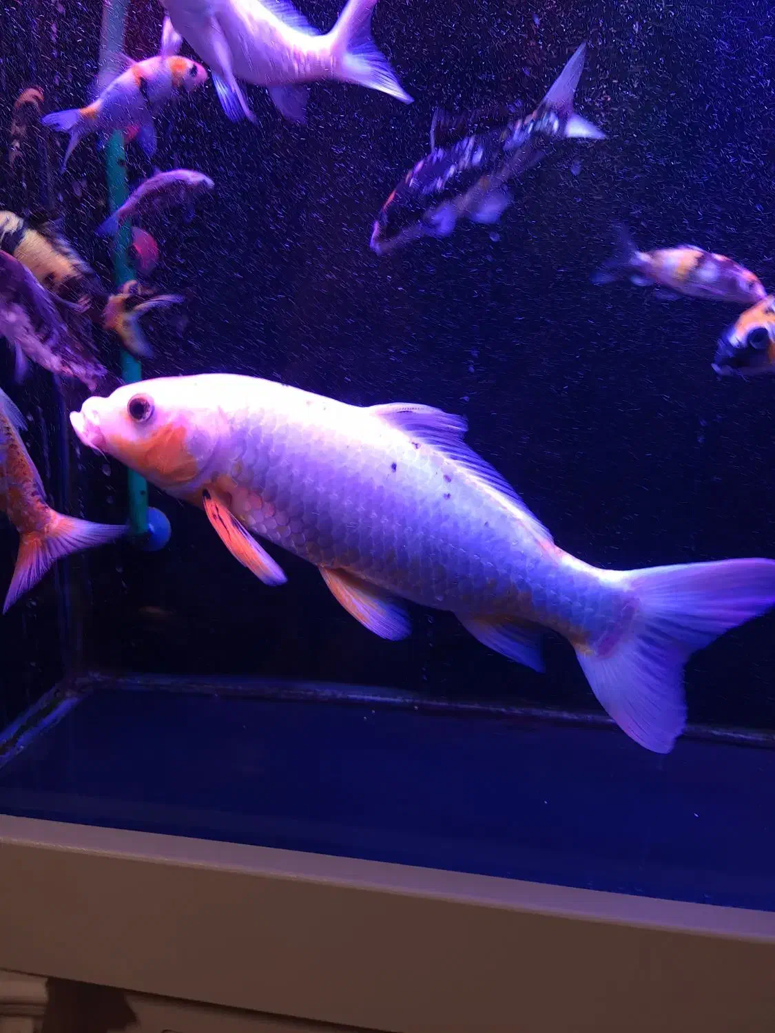 ماهی کوی|ماهی|تهران, پونک|دیوار