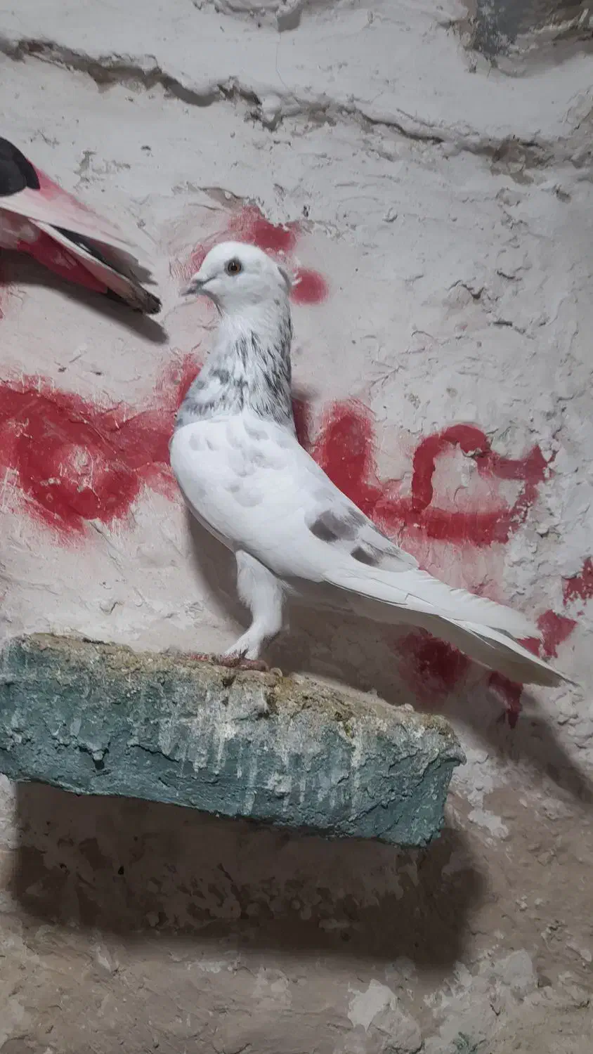 کفتر پرشی غریب گیری|پرنده|اسلامشهر, شهرک امام حسین (میان آباد)|دیوار