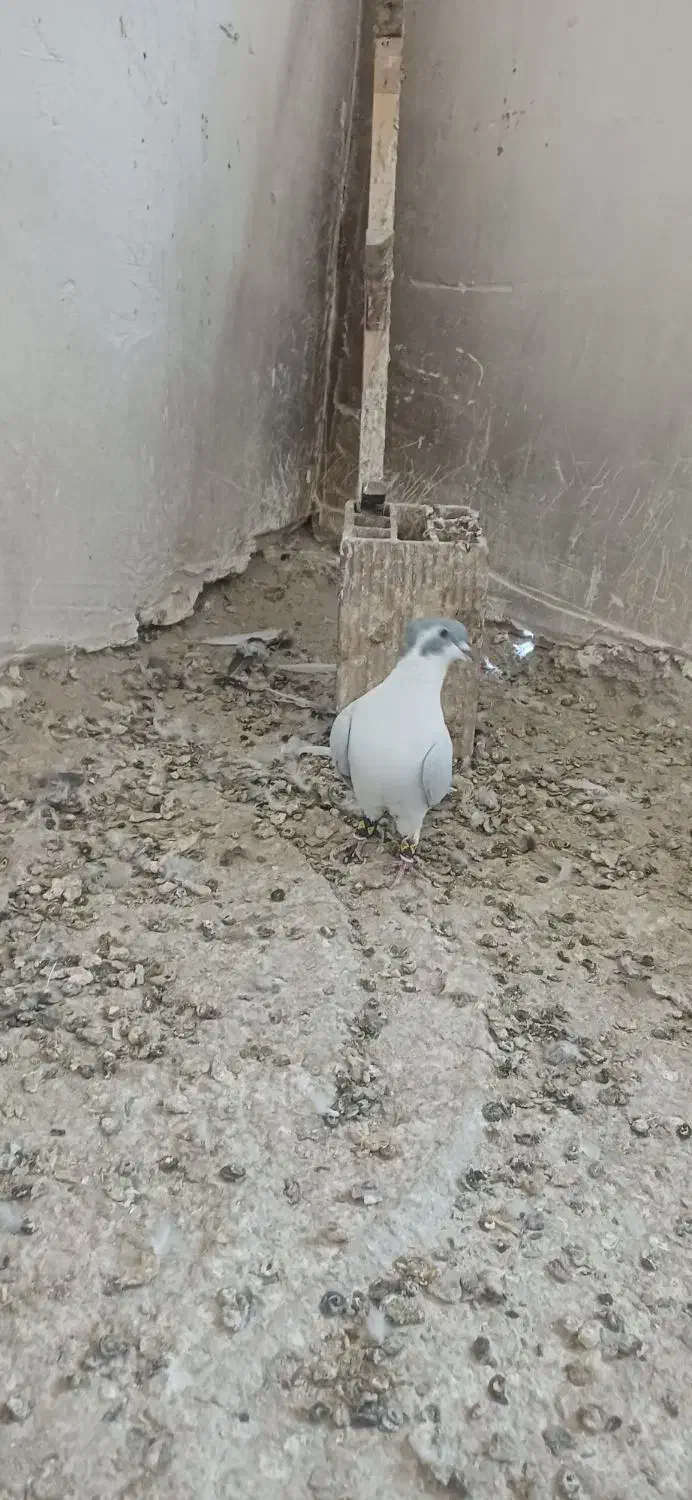 پرنده|پرنده|مشهد, حجت|دیوار