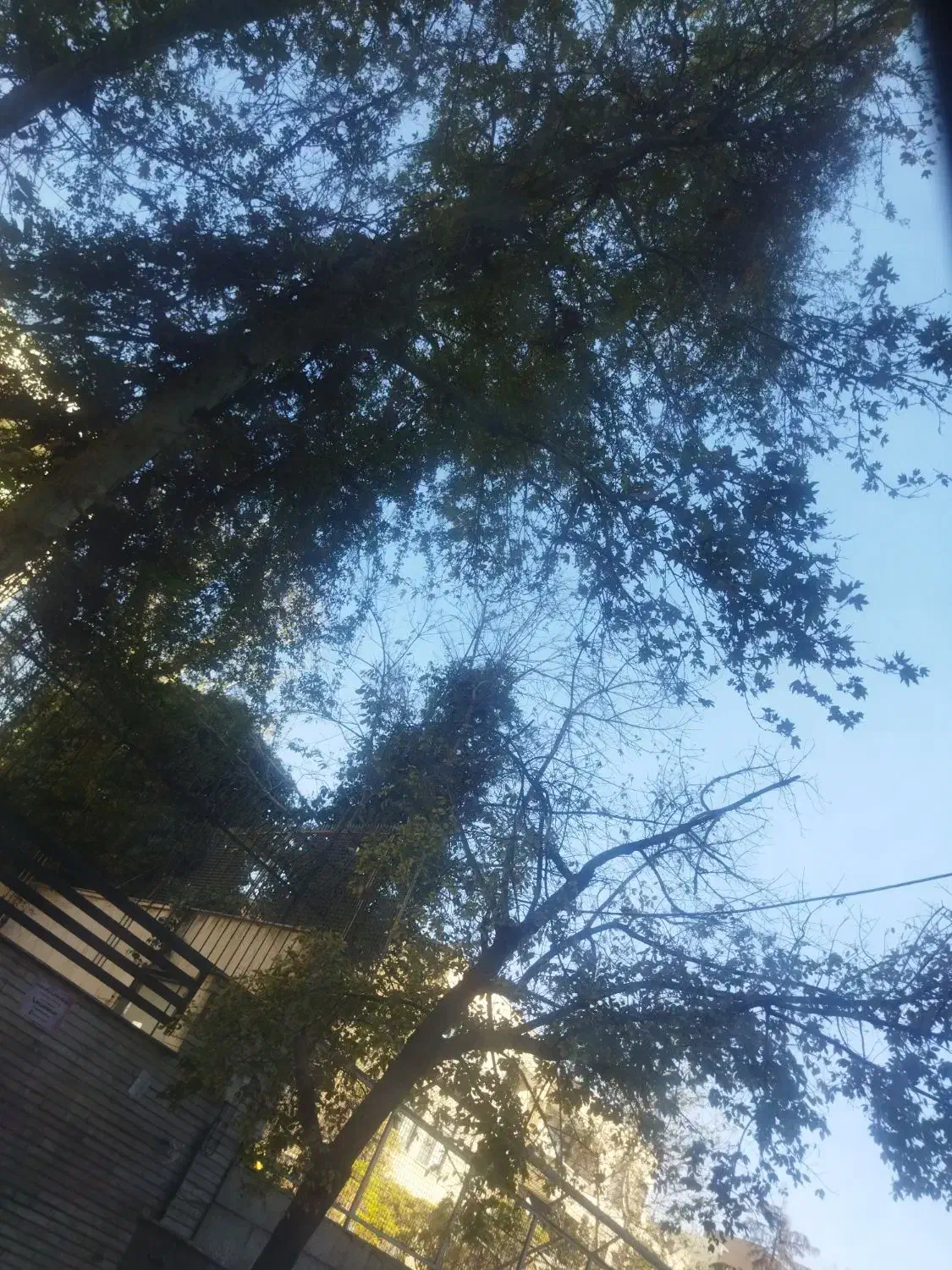 نیازمند ضامن. وام ازدواج|فعالیت داوطلبانه|کرمان, |دیوار