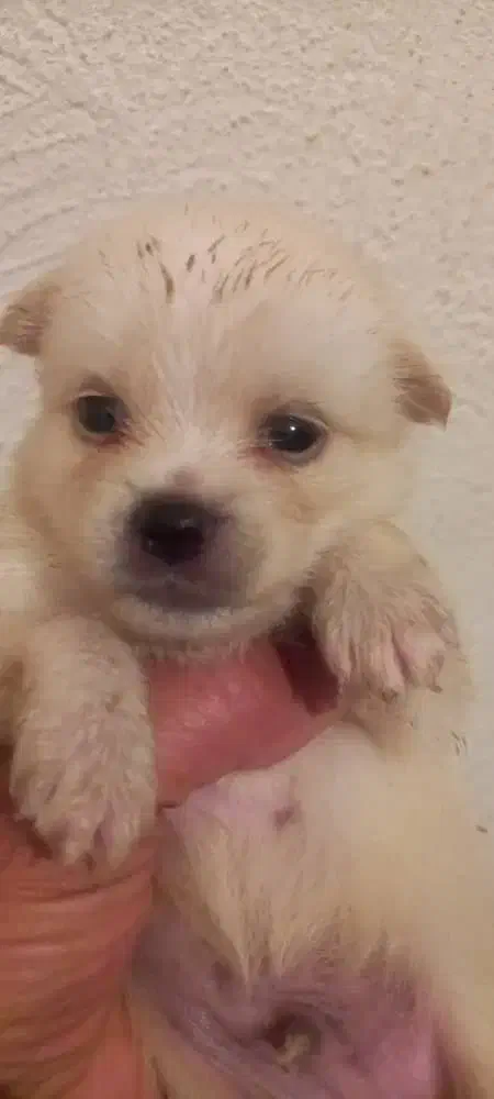 توله پودل کراس|سگ|وحیدیه, |دیوار