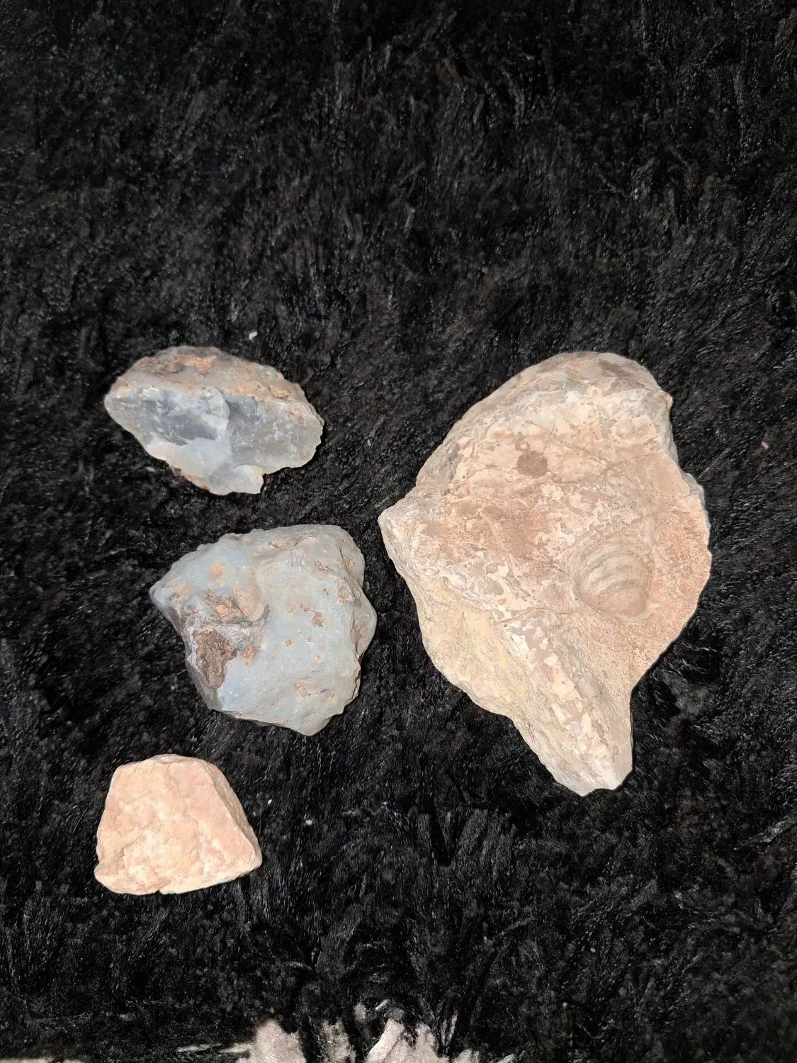 فسیل ،سنگ|کلکسیون اشیاء عتیقه|اندیشه, اندیشه فاز ۴|دیوار