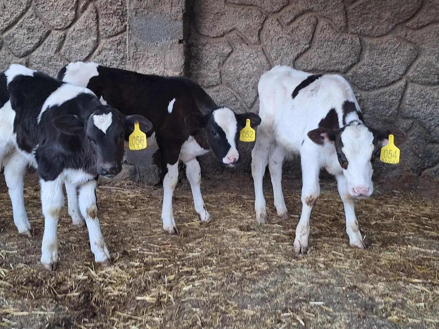 ۳ راس گوساله نر صنعتی ۵۰ روزه|حیوانات مزرعه|اصفهان, بهارستان|دیوار