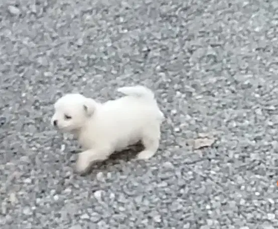 طوله گمشده|حیوانات|میانه, |دیوار