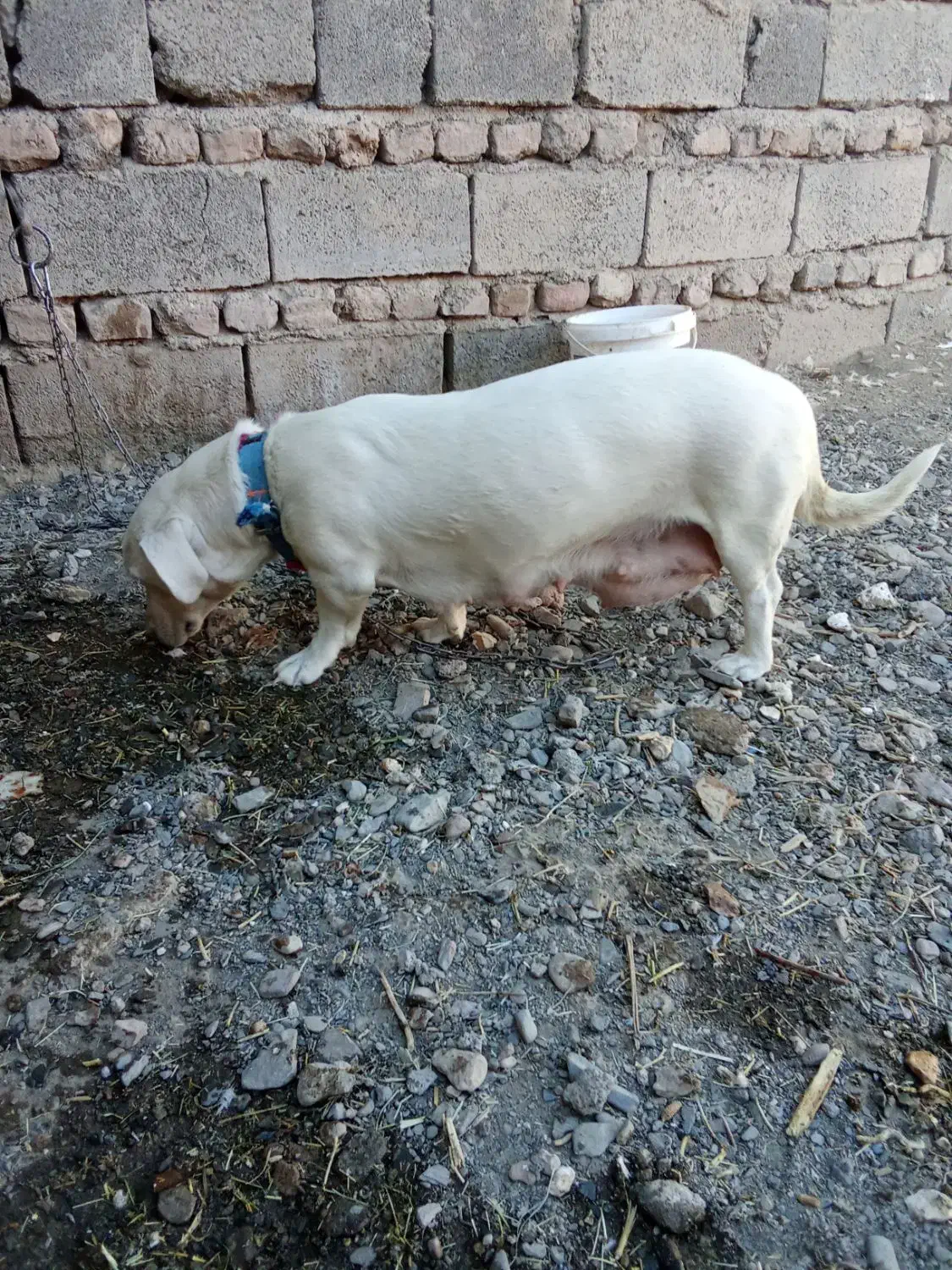 واگذاری پاکوتاه دهن پاک نگهبان|سگ|نیشابور, مازول|دیوار