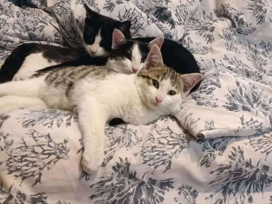 واگذاری سه بچه گربه بی مادر در کرج و غرب تهران|گربه|تهران, صادقیه|دیوار