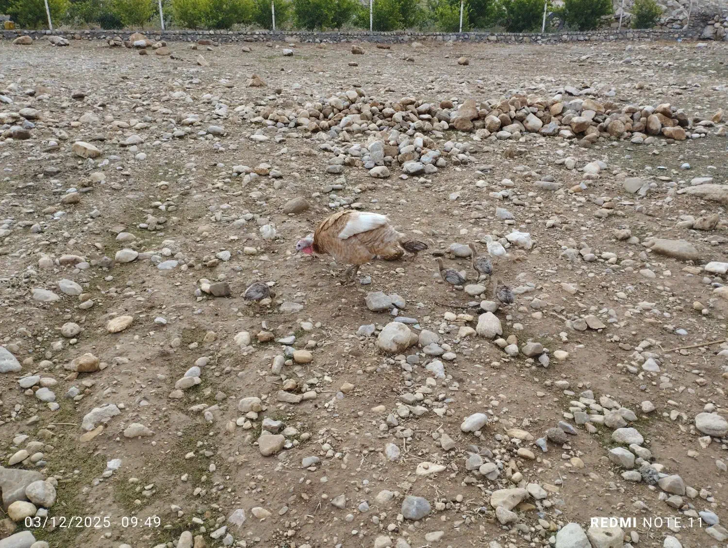 جوجه بوقلمون یک ماهه|حیوانات مزرعه|اندیمشک, |دیوار