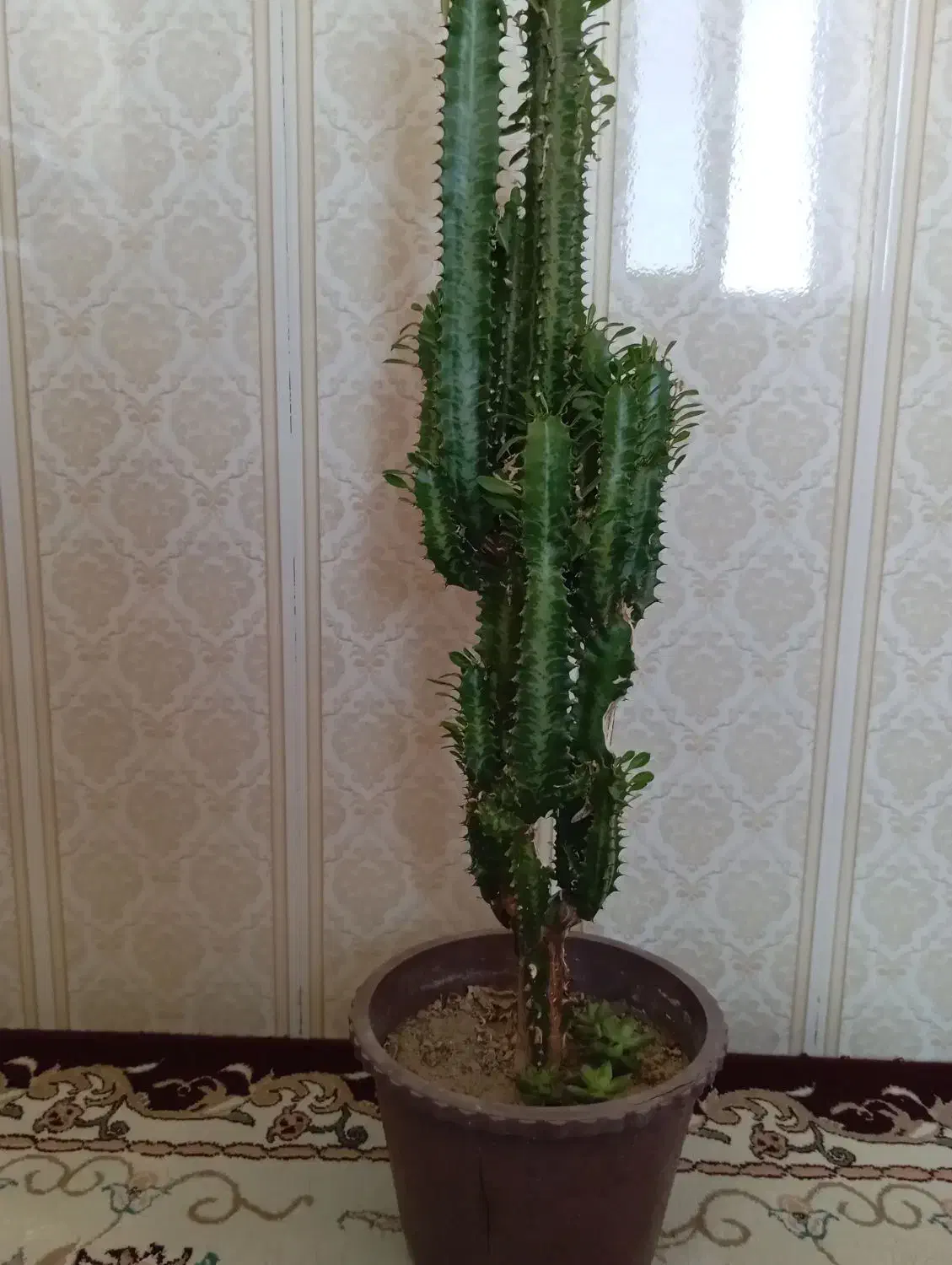 گل طبیعی|گل و گیاه طبیعی|مشگین شهر, |دیوار