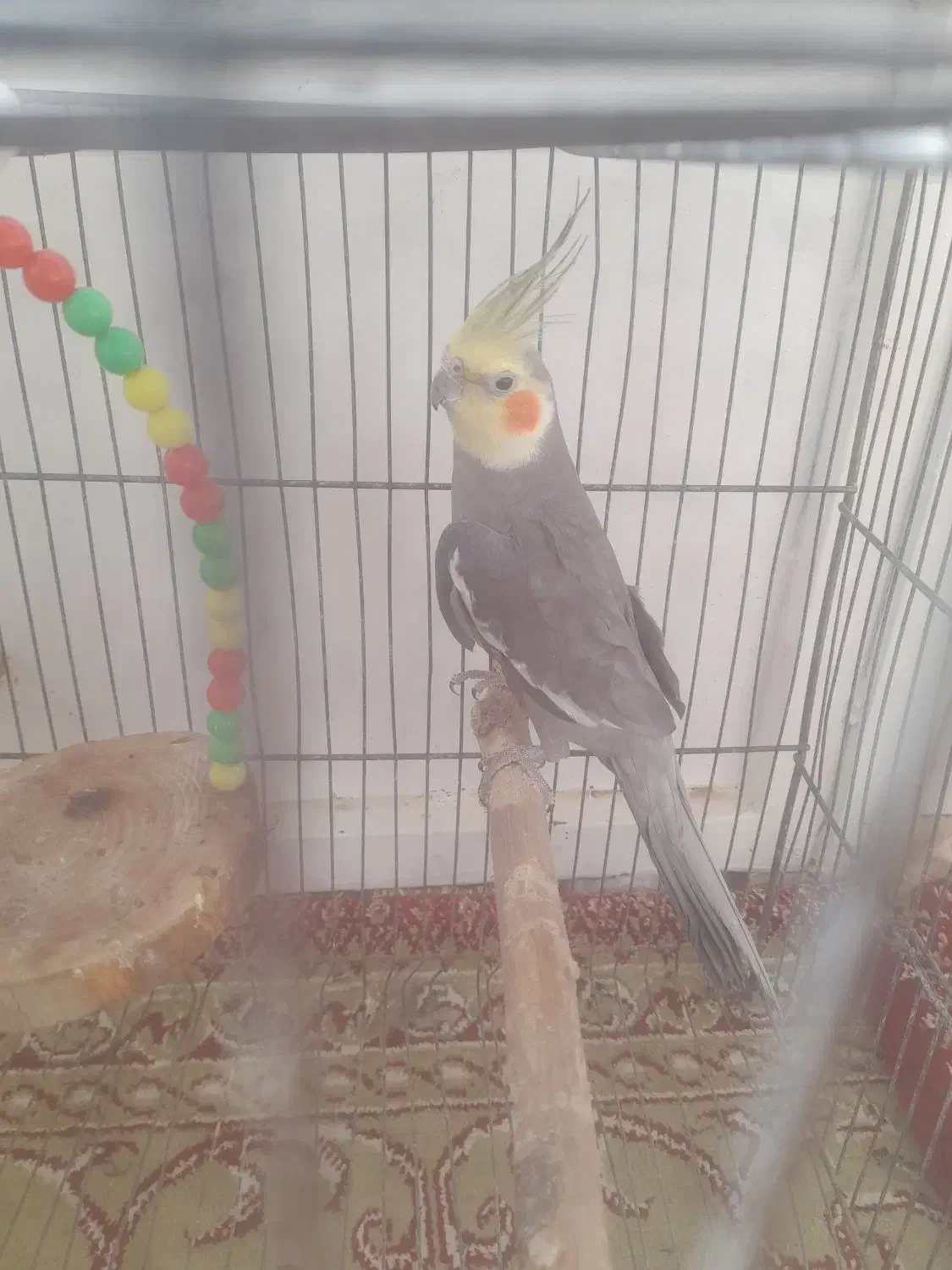 عروس هلندی مولد|پرنده|قیدار, |دیوار