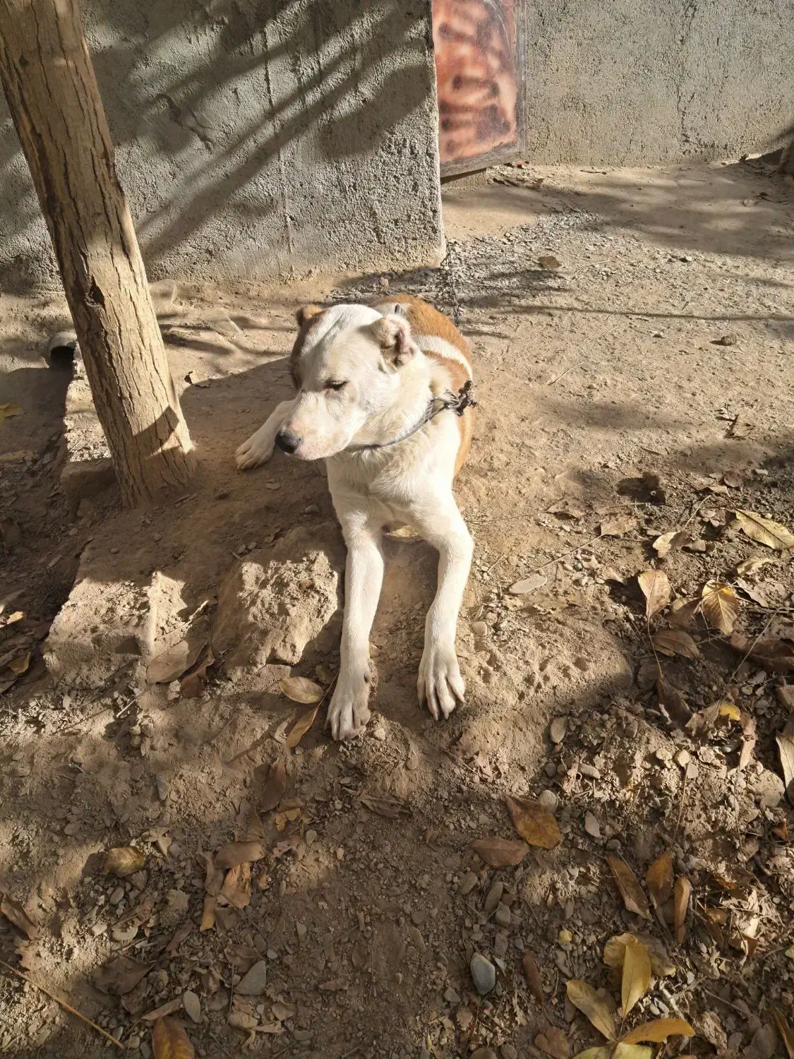 توله الابای ترکمن|سگ|مشهد, میان ولایت|دیوار