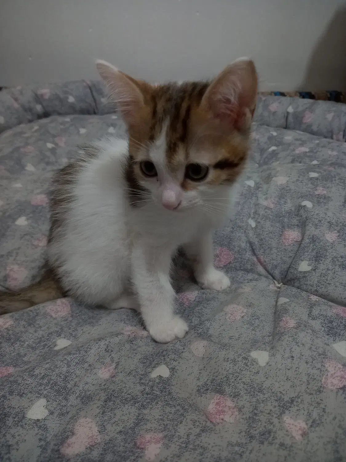 واگذاری سه عدد بچه گربه بازیگوش|گربه|رودسر, |دیوار