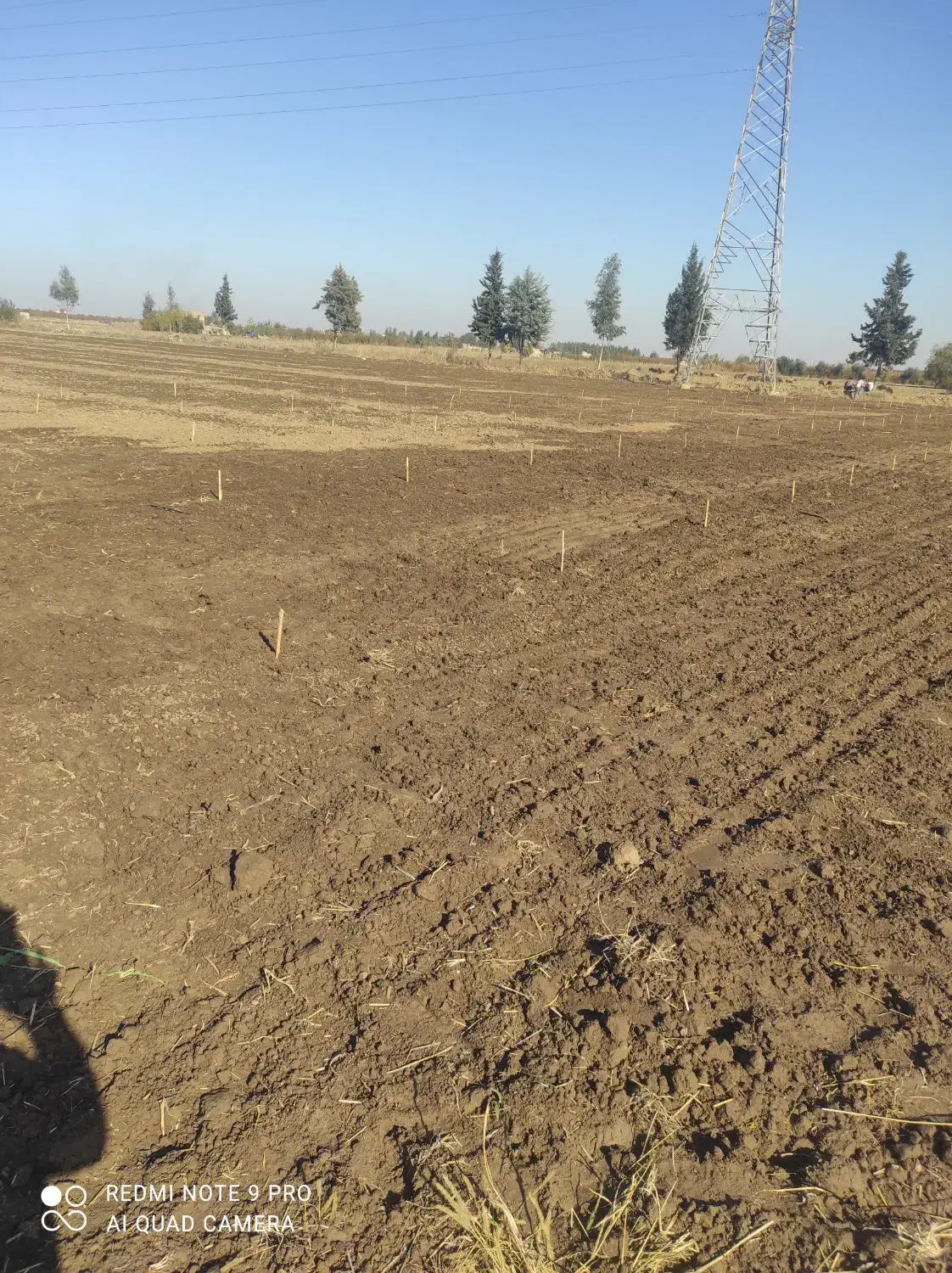 هرس و طراحی باغ انجام میشود|خدمات باغبانی و درختکاری|خان ببین, |دیوار