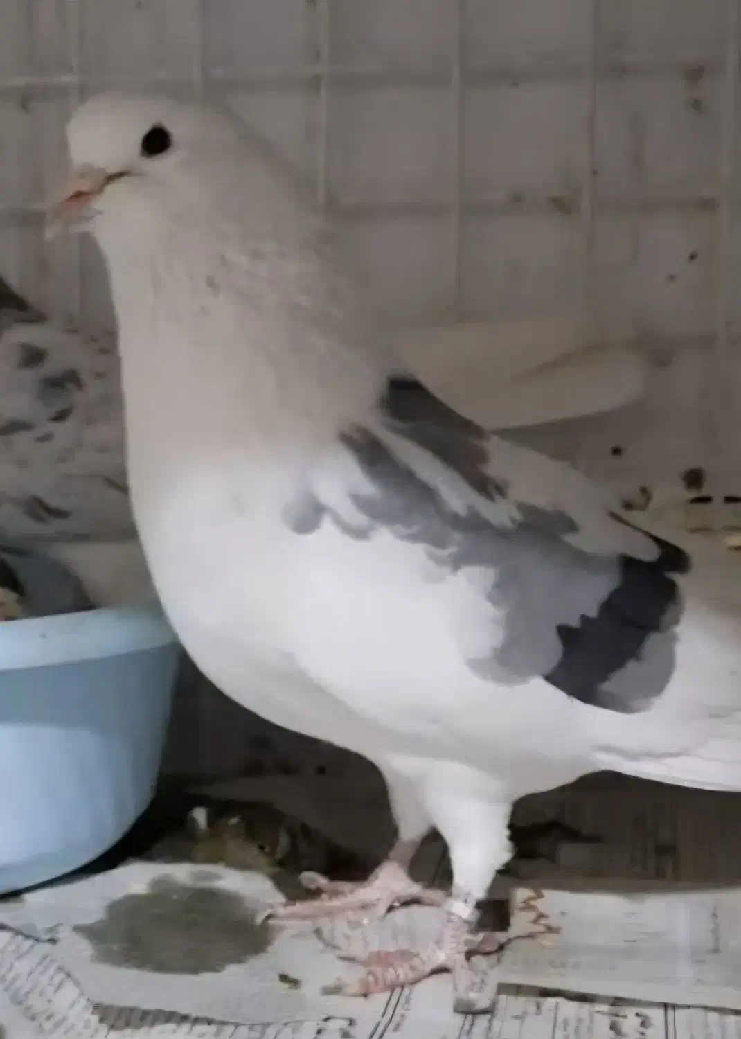 گمشده|پرنده|بروجرد, |دیوار