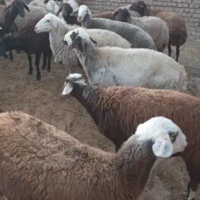 شیشک ۱۸ عدد میش ۱۶عدد قوچ ۲عدد|حیوانات مزرعه|کاکاوند, |دیوار