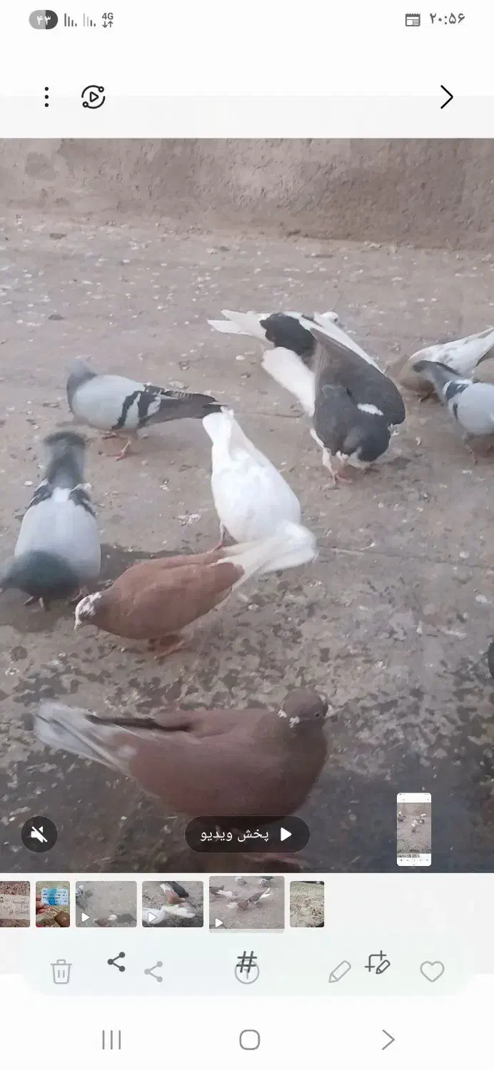 کبوتر|پرنده|نیشابور, مازول|دیوار