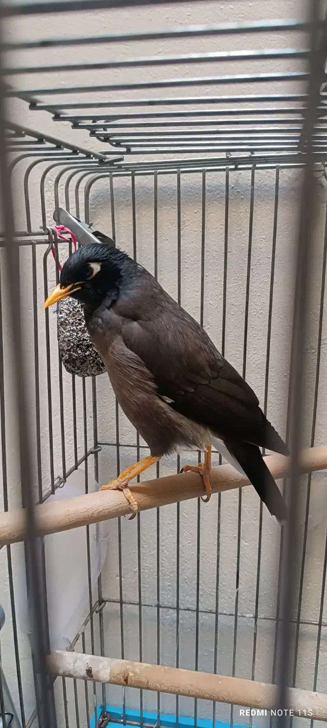 مینا سخنگو|پرنده|تهران, انبار نفت|دیوار