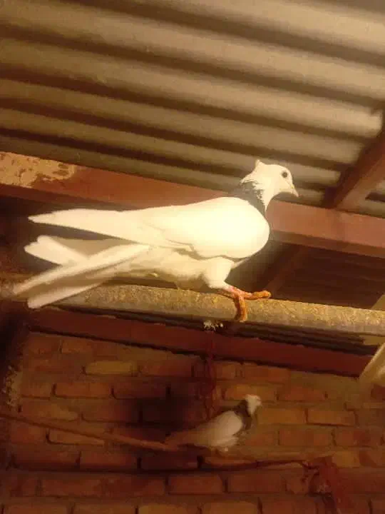 کبوتر|پرنده|اسدآباد, |دیوار