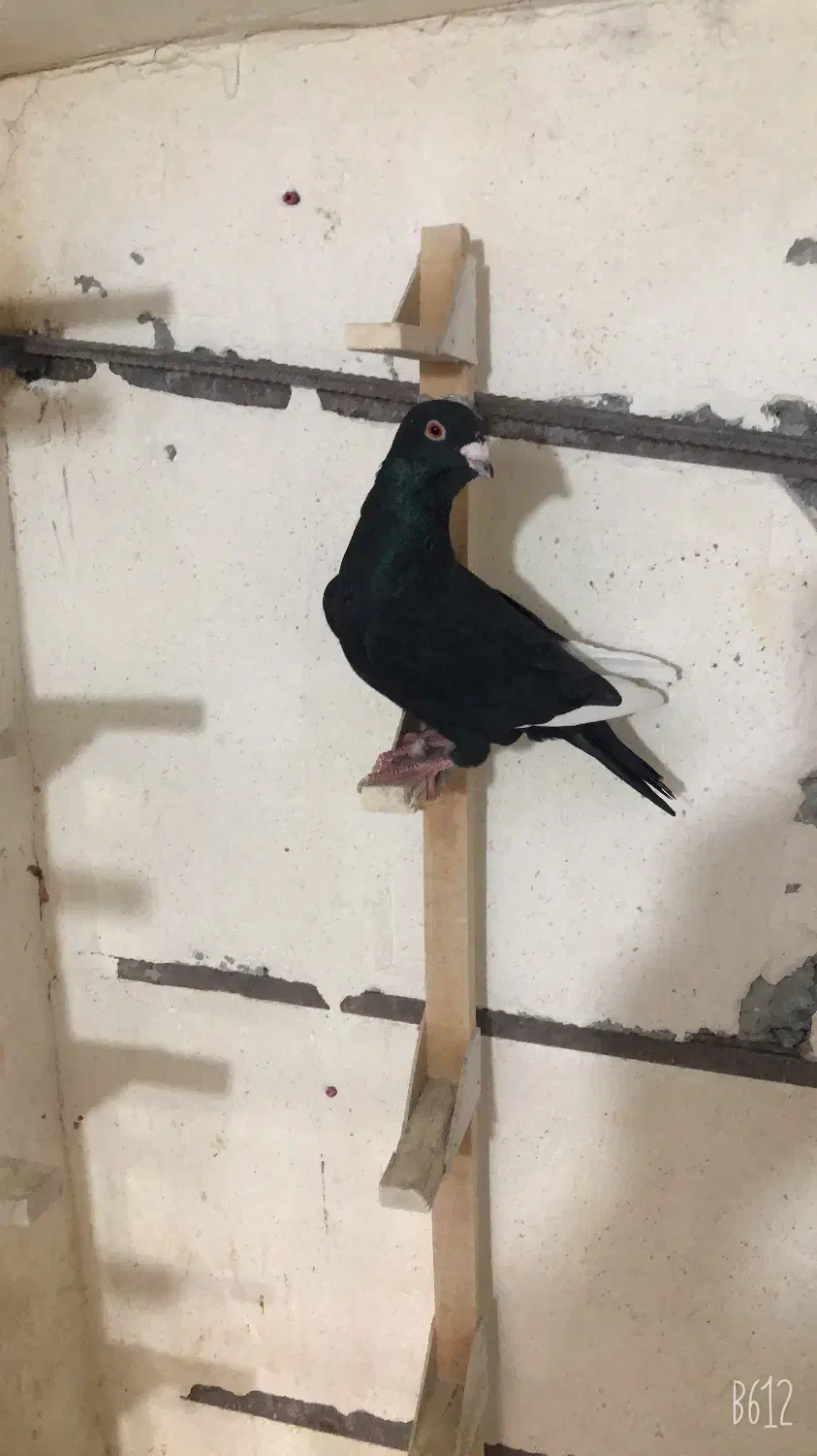 کبوتر|پرنده|لار, |دیوار