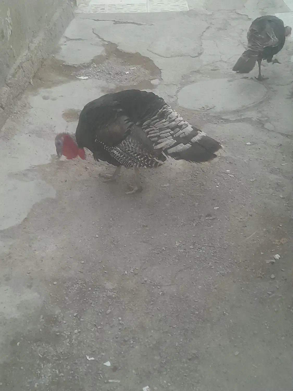 بوقلمون|حیوانات مزرعه|اهواز, کوی علوی|دیوار