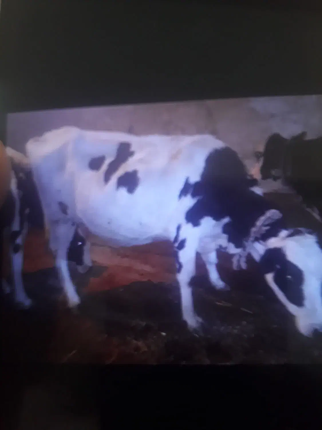 گاو|حیوانات مزرعه|انگوت, |دیوار