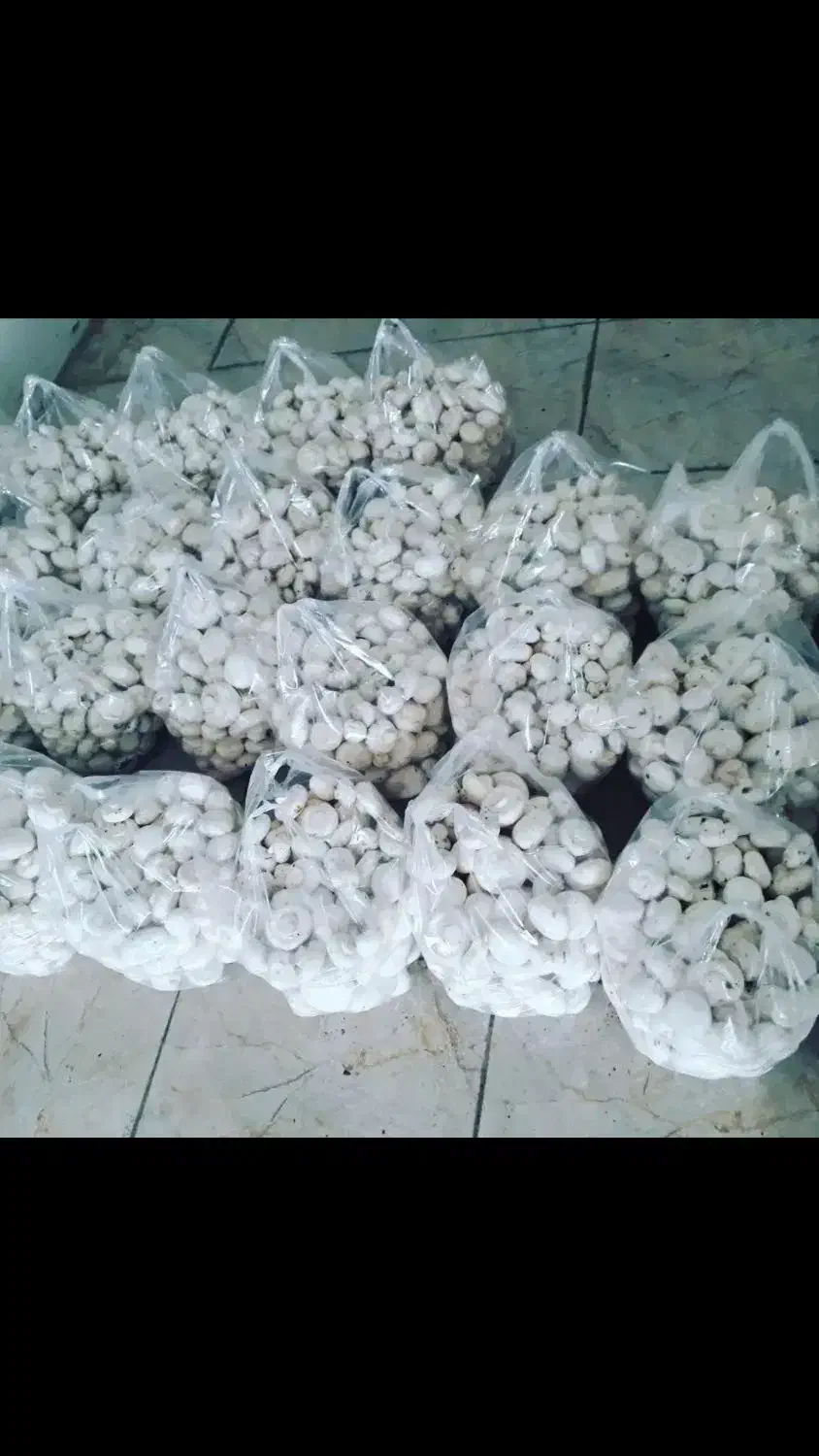 فروش قارچ|عمدهفروشی|کرمانشاه, |دیوار