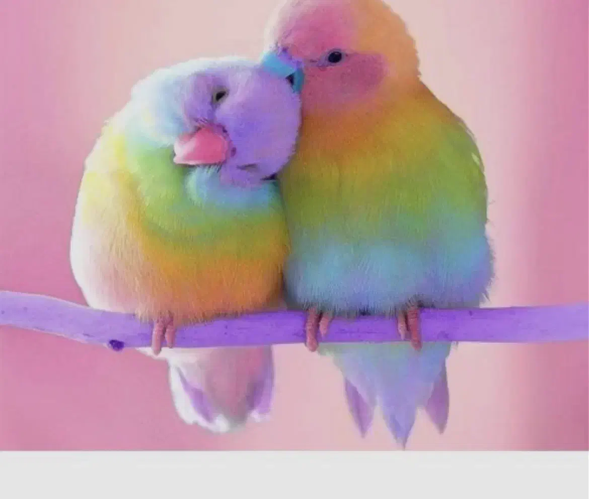 پیدا شده عروس هلندی|حیوانات|شیراز, بازار|دیوار