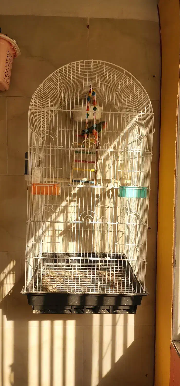 طوطی برزیلی|پرنده|شهریار, شهریار|دیوار