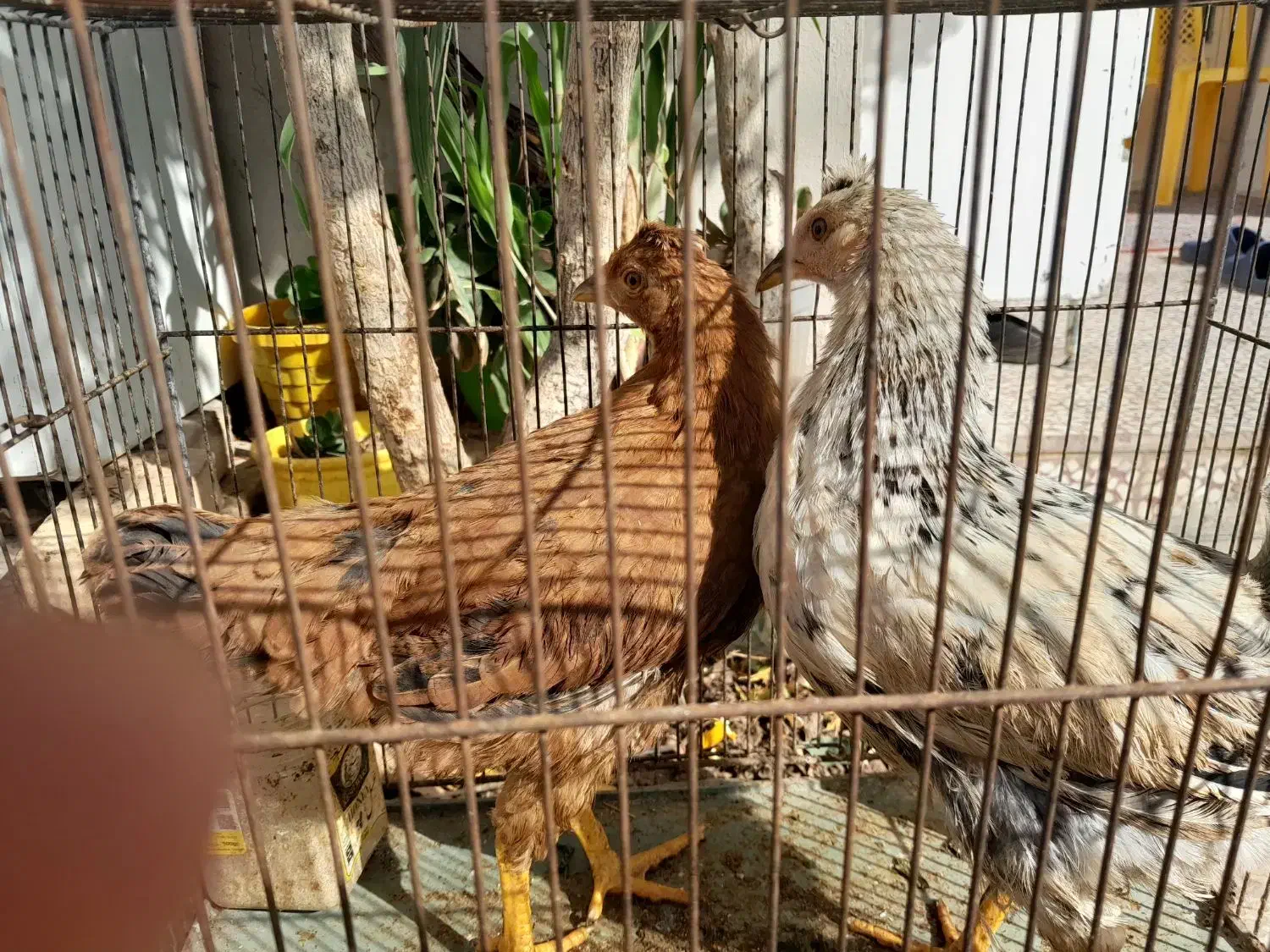 جوجه مرغ|حیوانات مزرعه|کهک, |دیوار