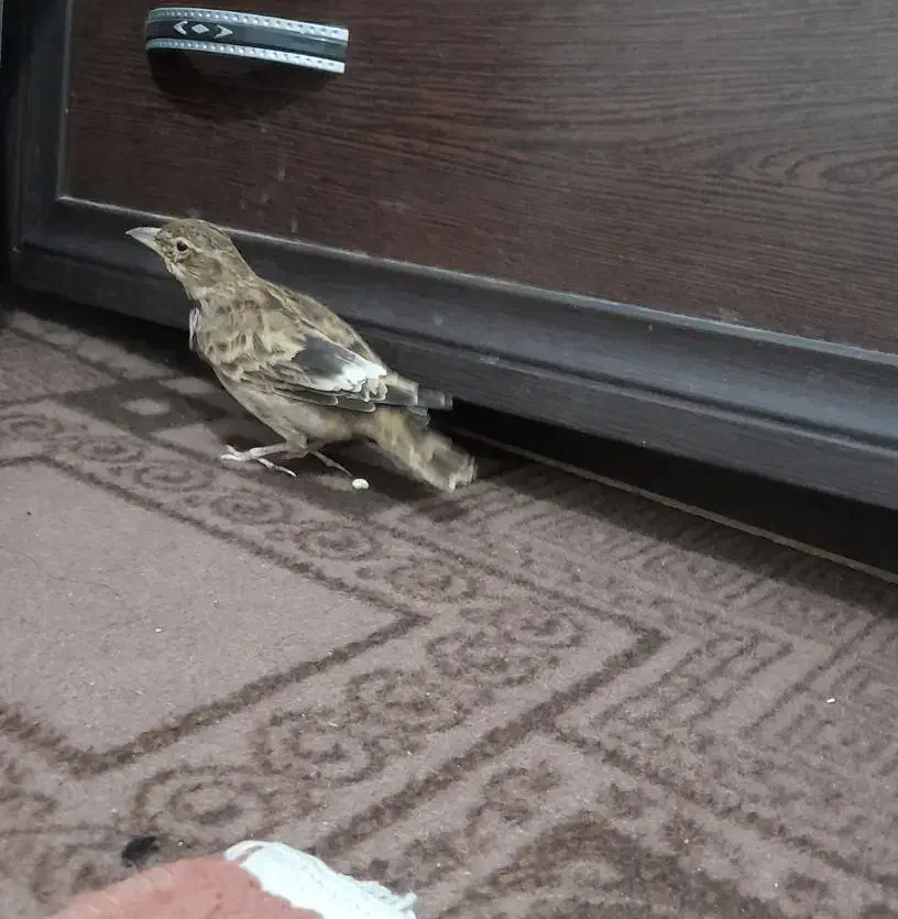 دوتا سهره خاکی نر  ریز خوان پا سفید جوجه قفس|پرنده|اردبیل, |دیوار