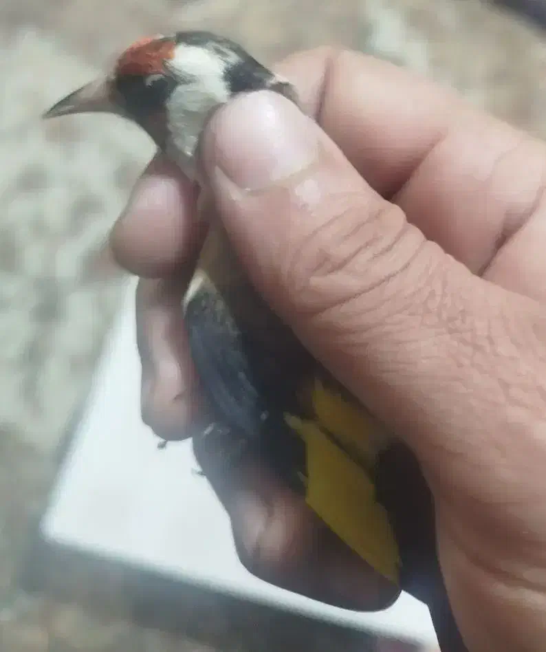 سقا سهره|پرنده|کرمان, |دیوار