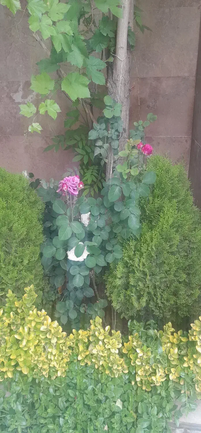 نظافت منزل ( آقا )|خدمات نظافت|ری, شهرری|دیوار