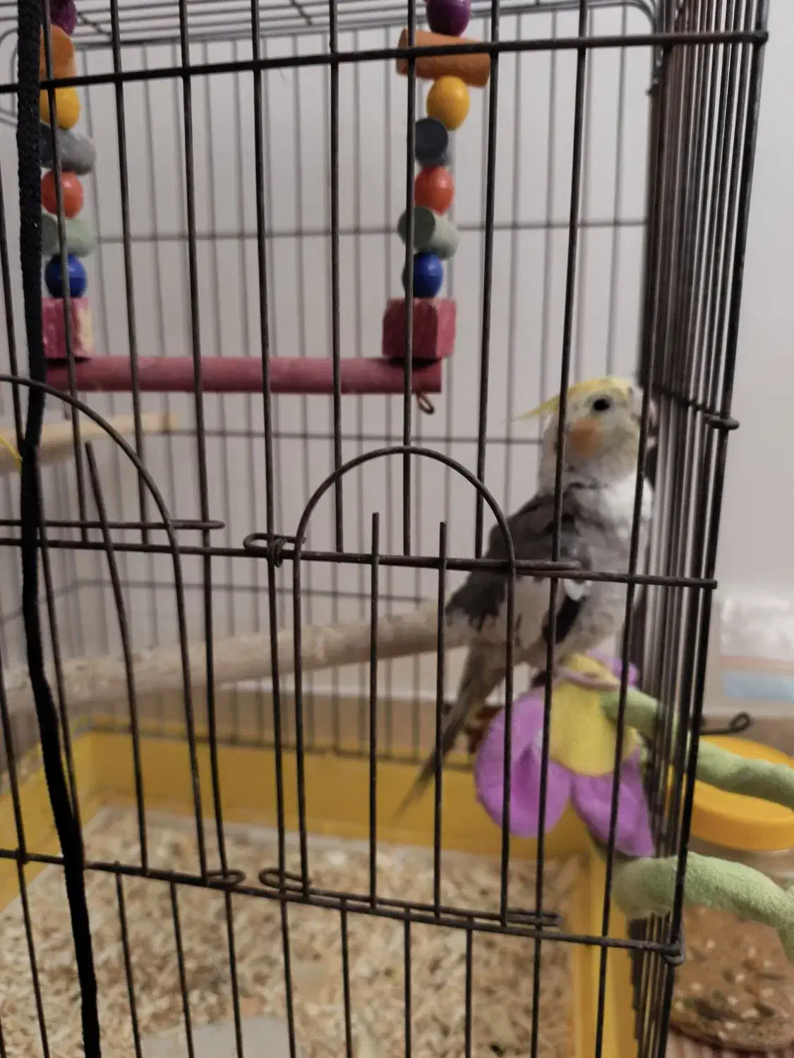 عروس هلندی ماده|پرنده|اسفراین, |دیوار