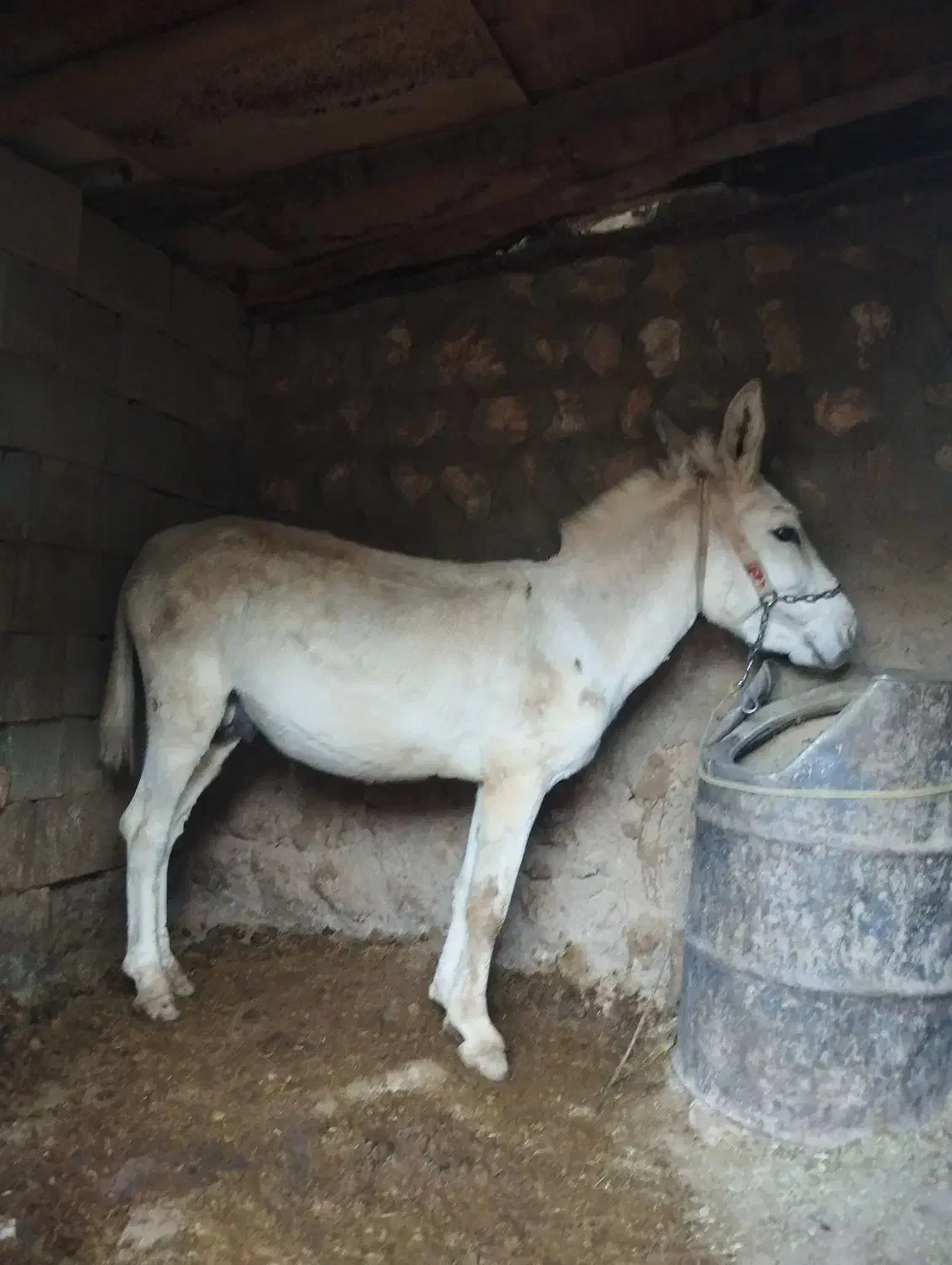 خر باری و مادیان رو|حیوانات مزرعه|لردگان, |دیوار