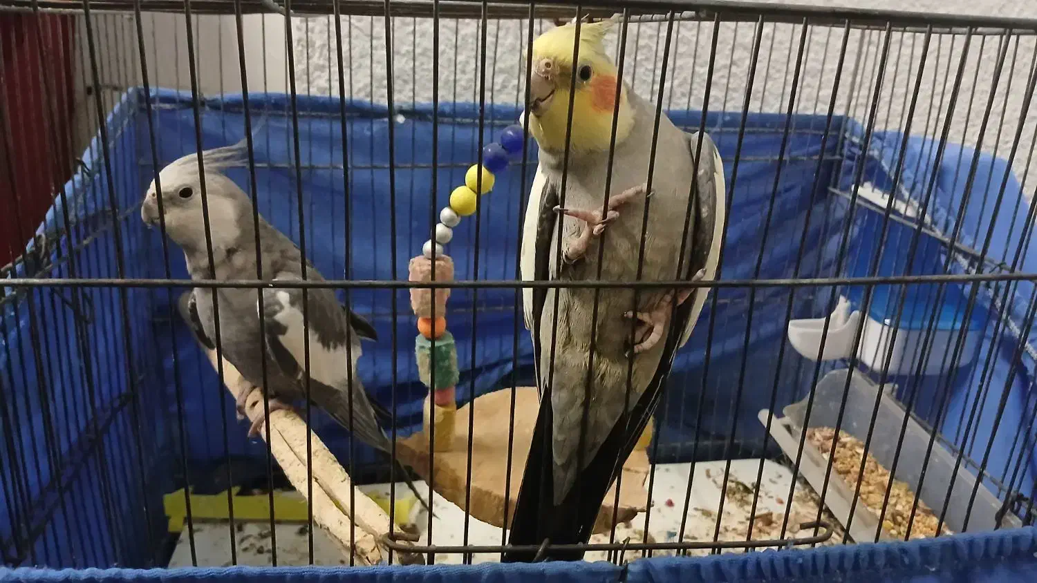 یه جفت عروس هلندی|پرنده|تهران, بروجردی|دیوار