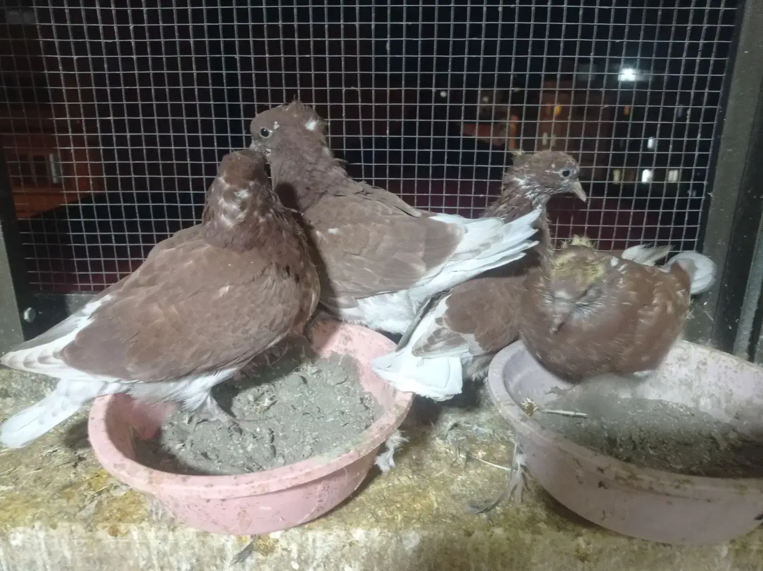 فروش تعدادی قرمز کلادار|پرنده|قائمشهر, |دیوار