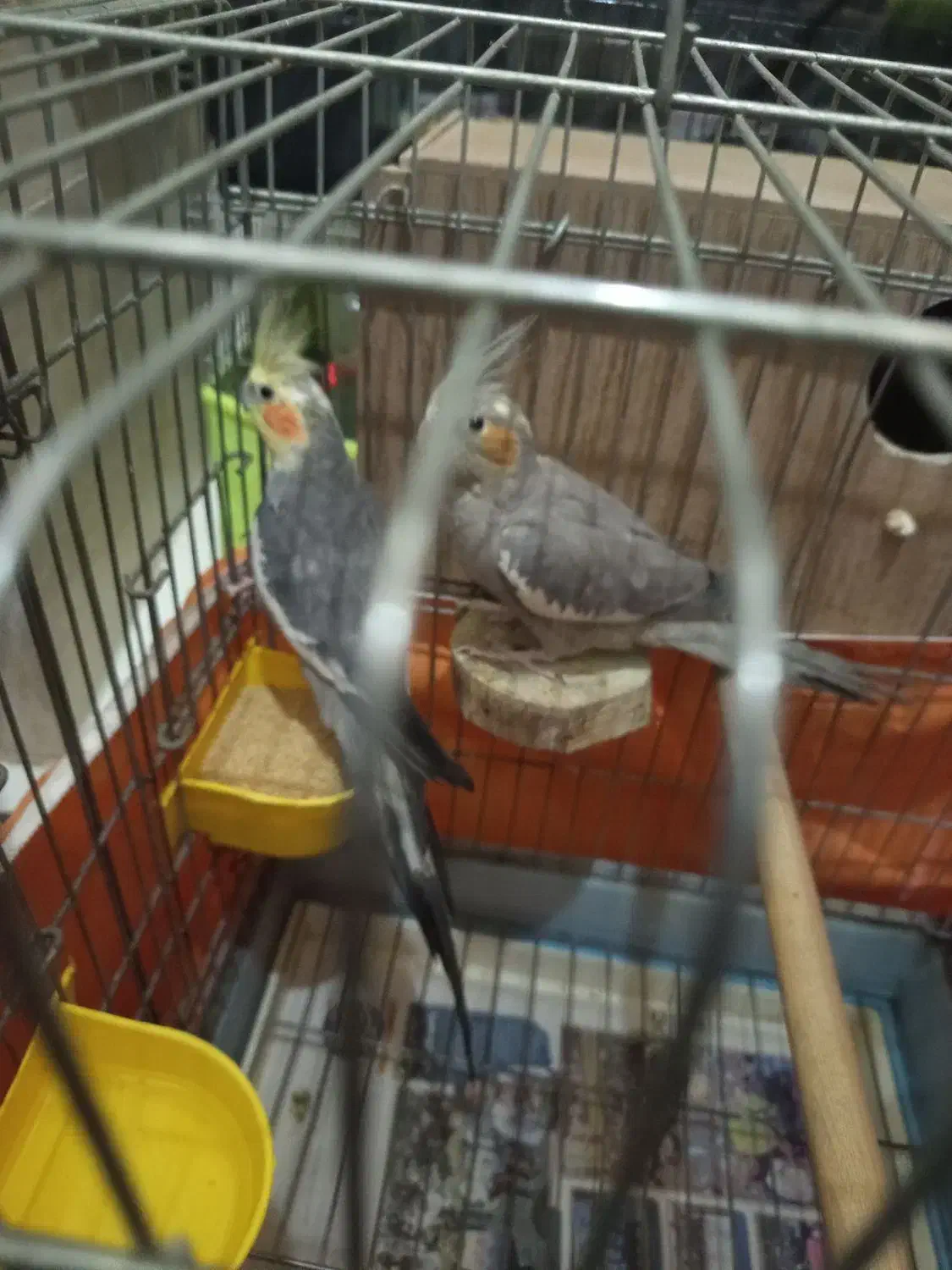 یه جفت عروس کارداده|پرنده|تهران, یاخجی آباد|دیوار