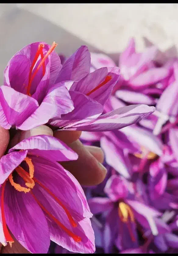 زعفران|عمدهفروشی|فریمان, |دیوار