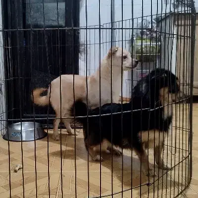 دوتا توله اشپیتز یکی نر یکی ماده|سگ|فردیس, شهرک ارم|دیوار