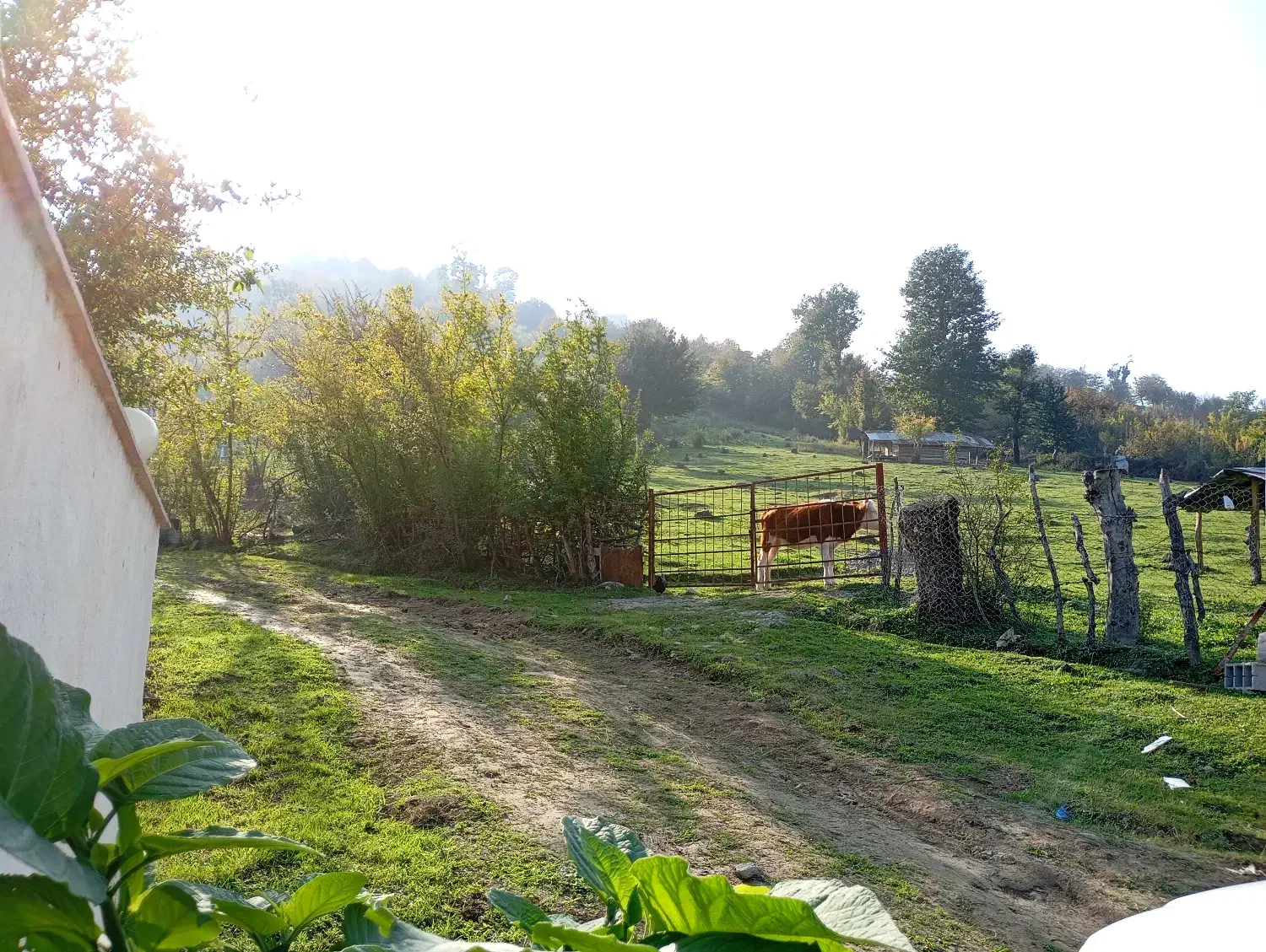 اجاره ویلا پای کوه|اجارهٔ کوتاهمدت ویلا و باغ|شاندرمن, |دیوار