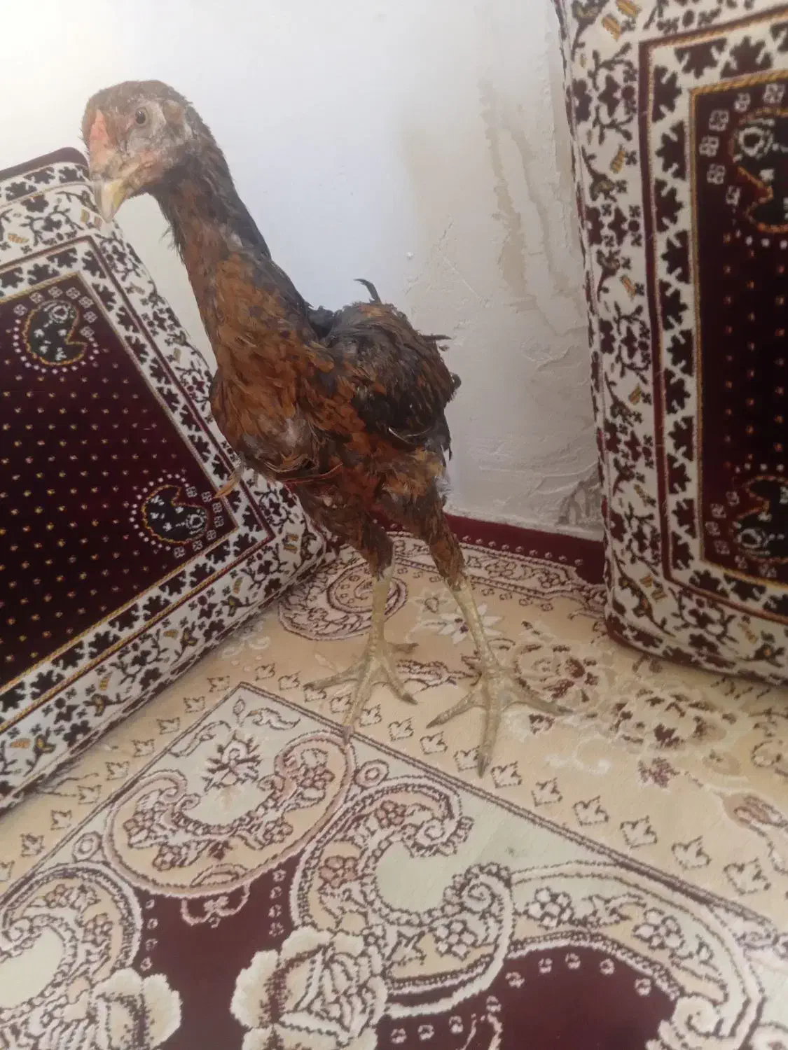 جوجه لاری|حیوانات مزرعه|سمنان, |دیوار